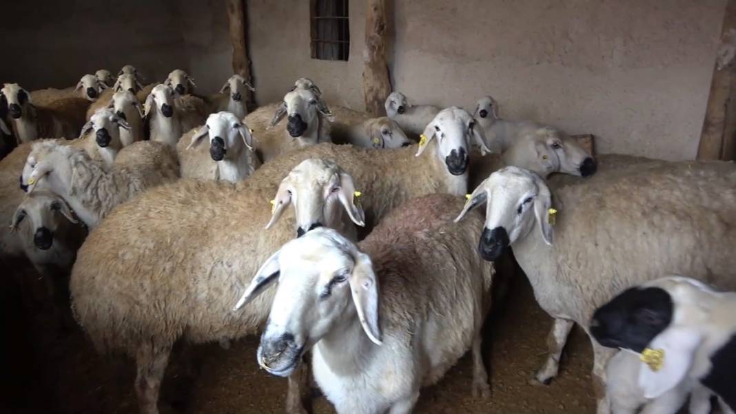 Et alacaklar dikkat! Bir ilde şap hastalığı nedeniyle et satışı durduruldu! 2